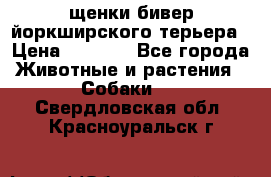 щенки бивер йоркширского терьера › Цена ­ 8 000 - Все города Животные и растения » Собаки   . Свердловская обл.,Красноуральск г.
